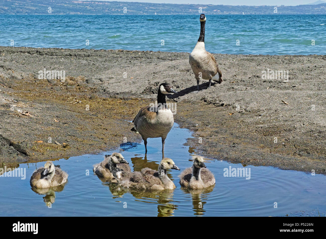 Goslings del Canada Goose con i loro genitori Foto Stock