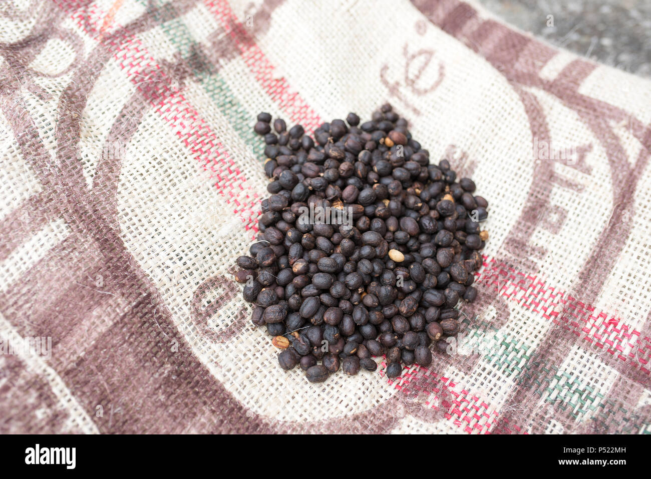 Asciugato i chicchi di caffè nella procedura di miele Foto Stock