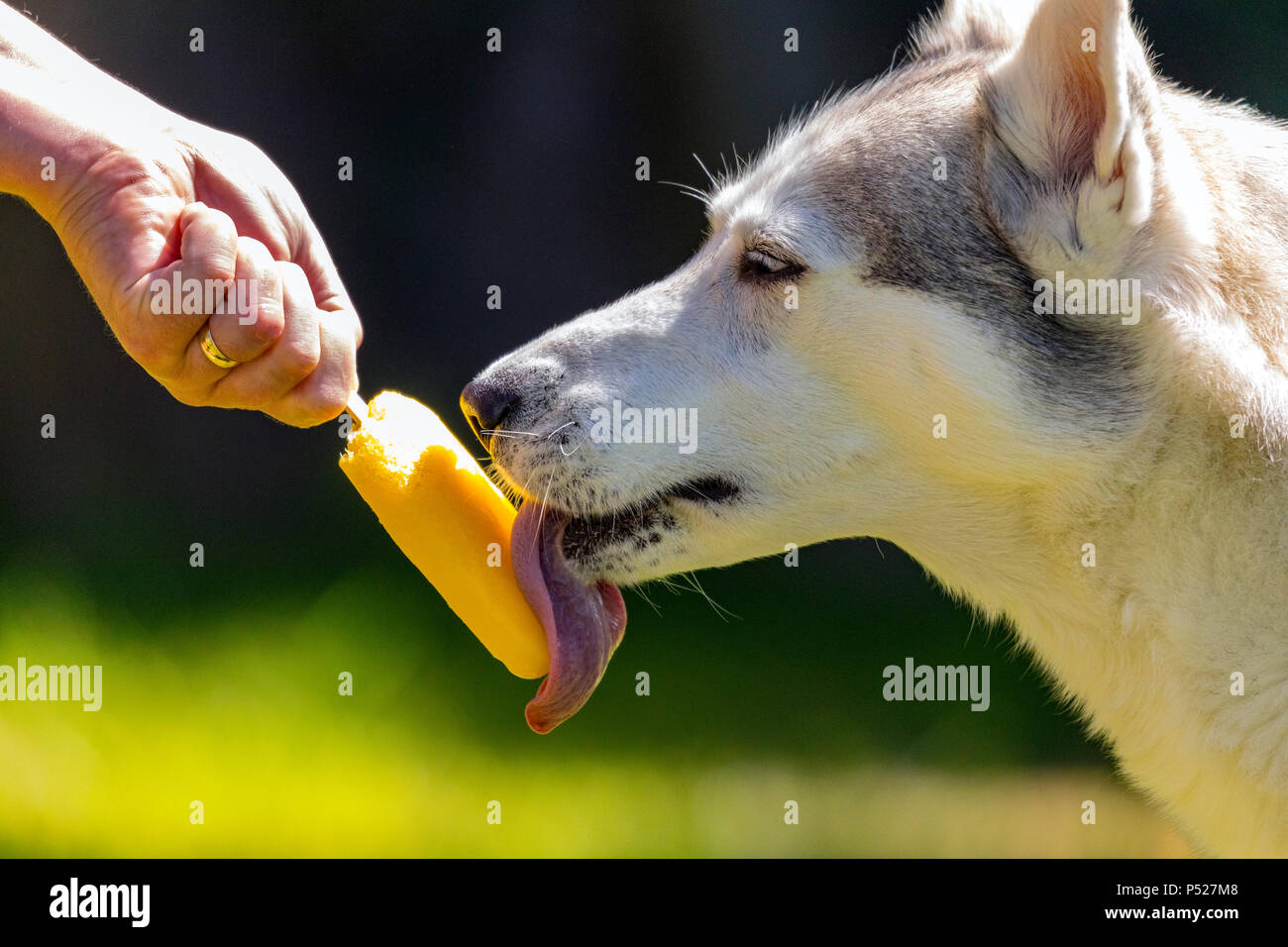 Il Galles del nord, 24 giugno 2018, UK Meteo: una calda giornata in molte parti del Regno Unito non è un tempo ideale per Huskies una frutta fresca per lecca-lecca ghiaccio aiuta Siberian Husky nameed Nena consentono di raffreddare con una deliziosa sorpresa © DGDImages/Alamy Live News Foto Stock