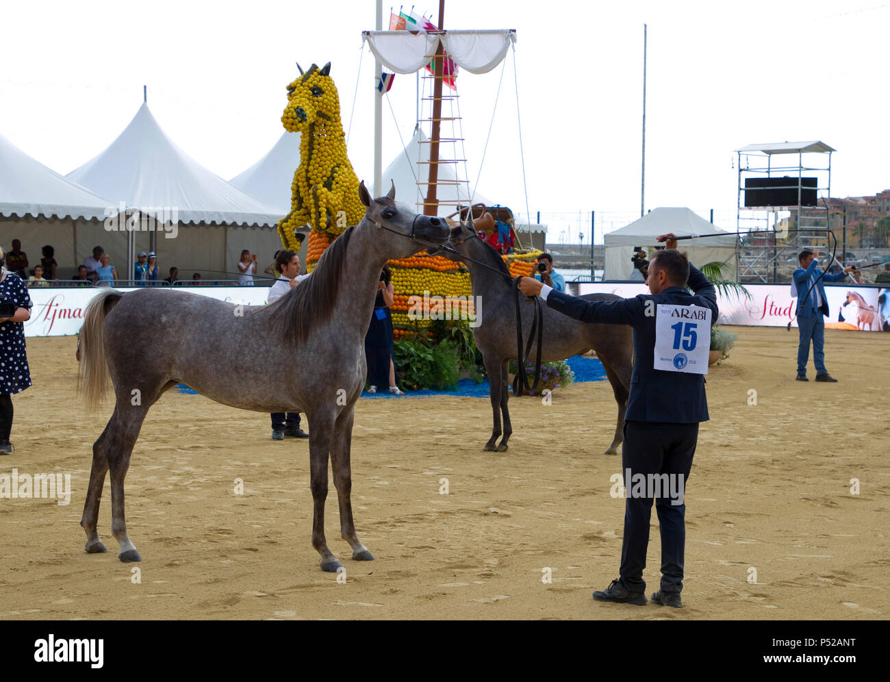 Menton, Francia. Il 24 giugno 2018. Menton, Francia - 24 Giugno 2018: Mediterraneo e nei Paesi arabi Arabian Horse campionato. Championnat de Pur Sang Arabe de la Mediterranee et des Pays Arabes. Cavalli, Cheval, Pferd, Pferde, Zucht, APCA, ECAHO, ACA, | Utilizzo di credito in tutto il mondo: dpa/Alamy Live News Foto Stock