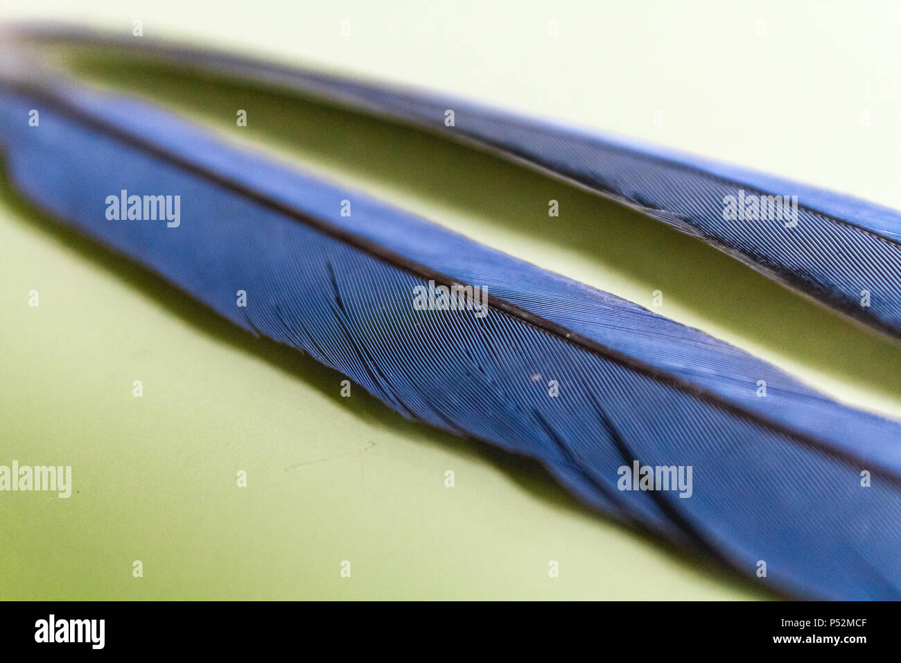 Azzurro-winged magpie piume Macro Foto Stock