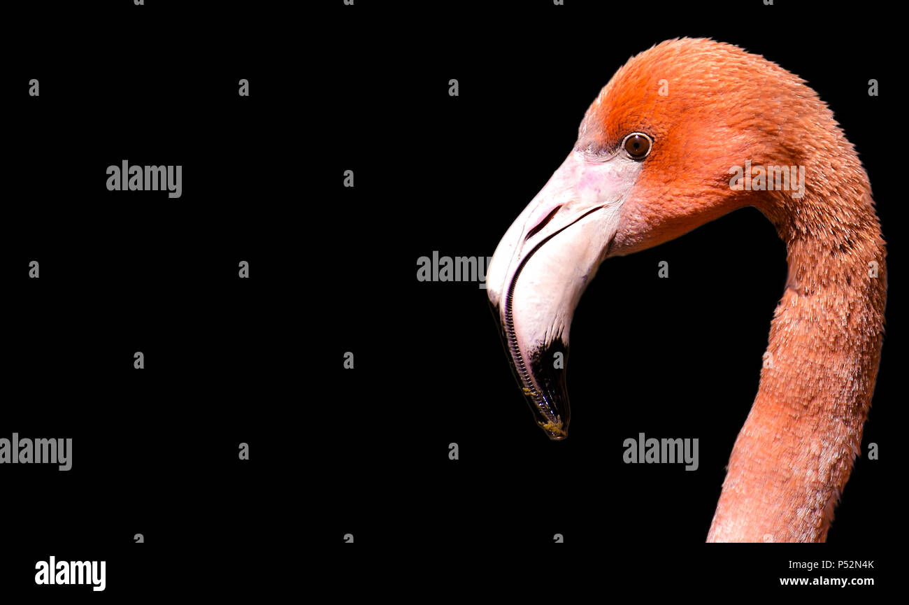 Flamingo su sfondo nero Foto Stock