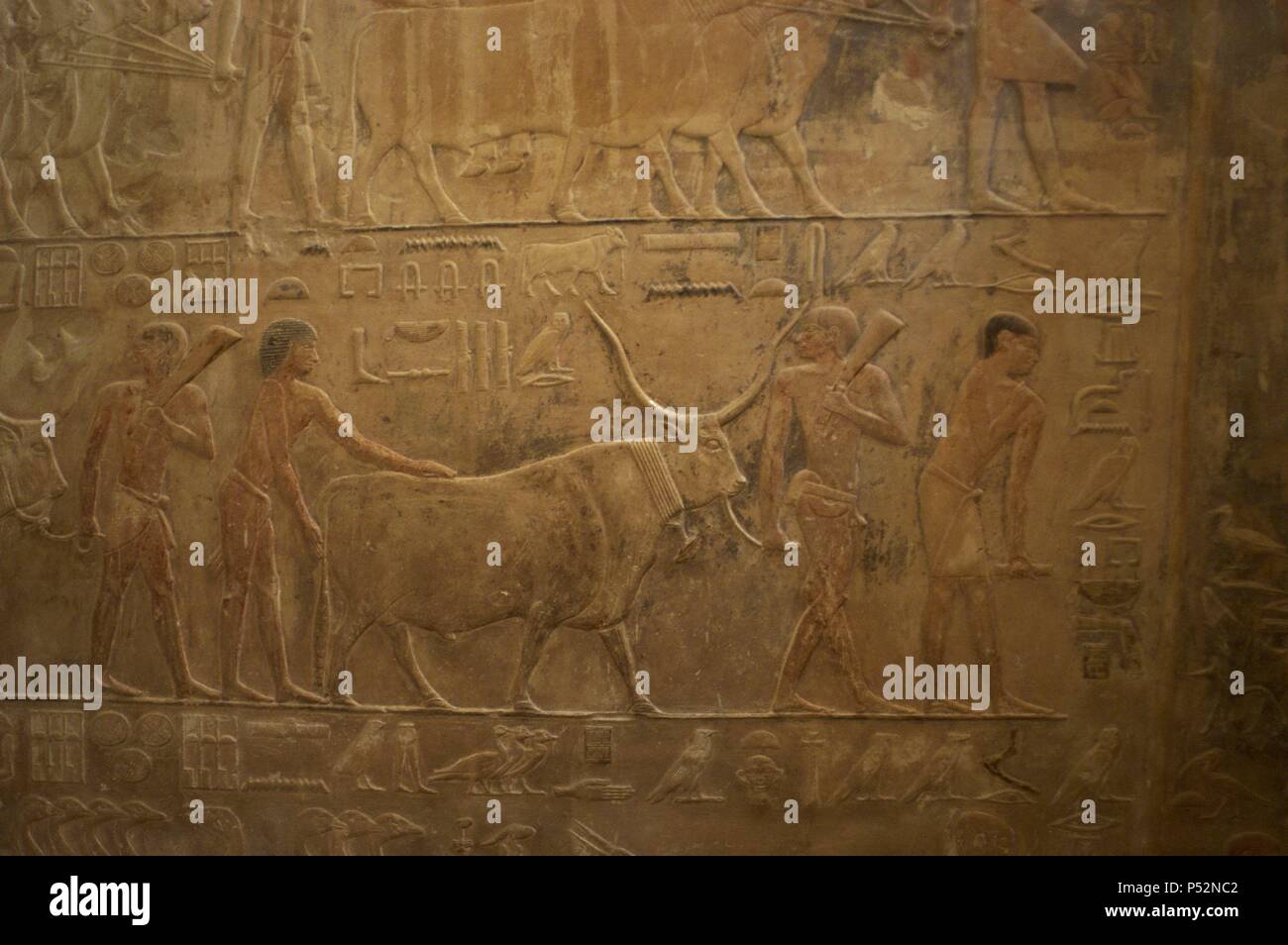 Mastaba di Ptahhotep Akhethotep e. V dinastia. Antico Regno. Viziers egiziano. Padre e figlio. Rilievo raffigurante scena ranch. Saqqara. L'Egitto. Foto Stock