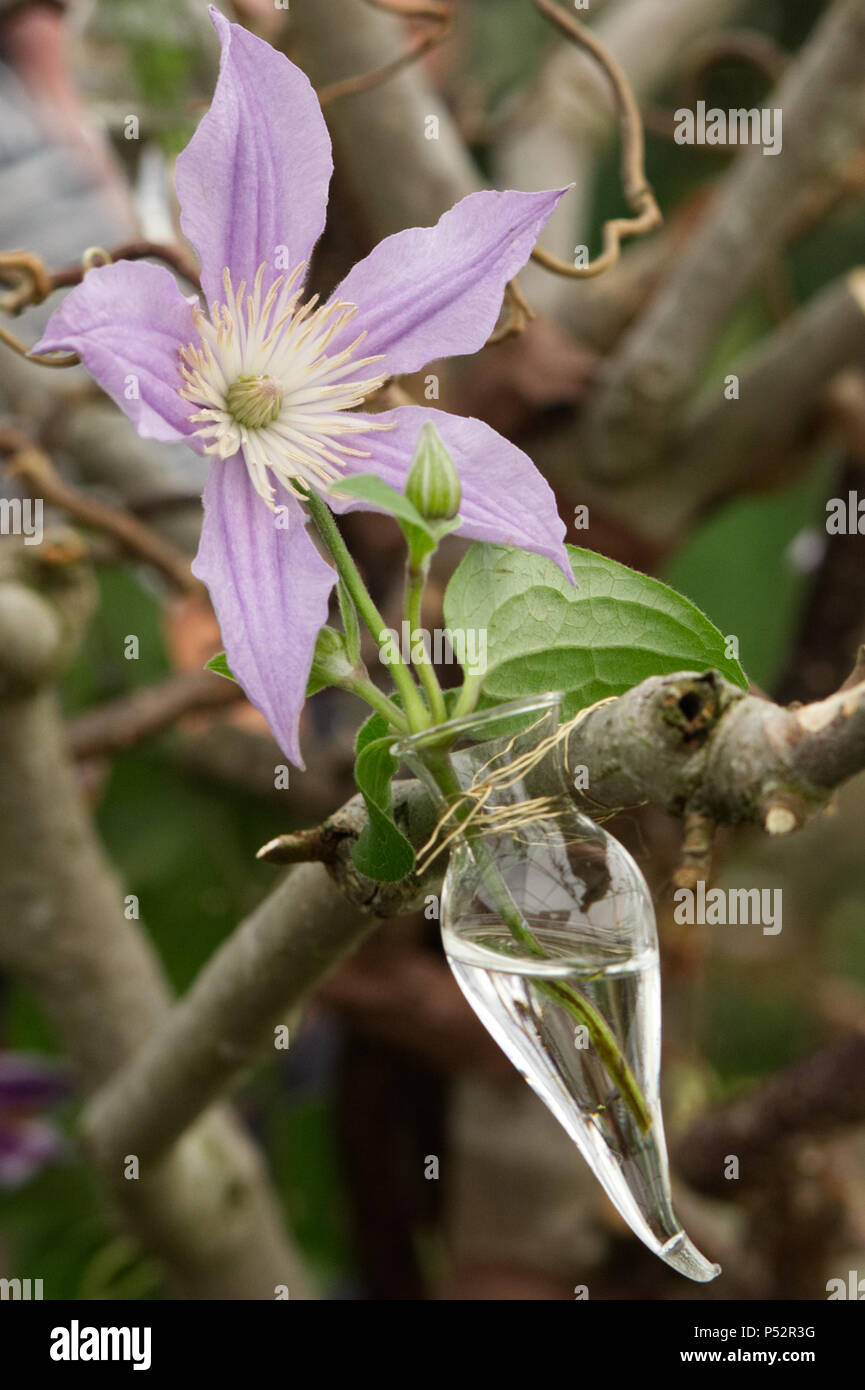 Clematis fiore in un vaso fissato ad un ramo Foto Stock