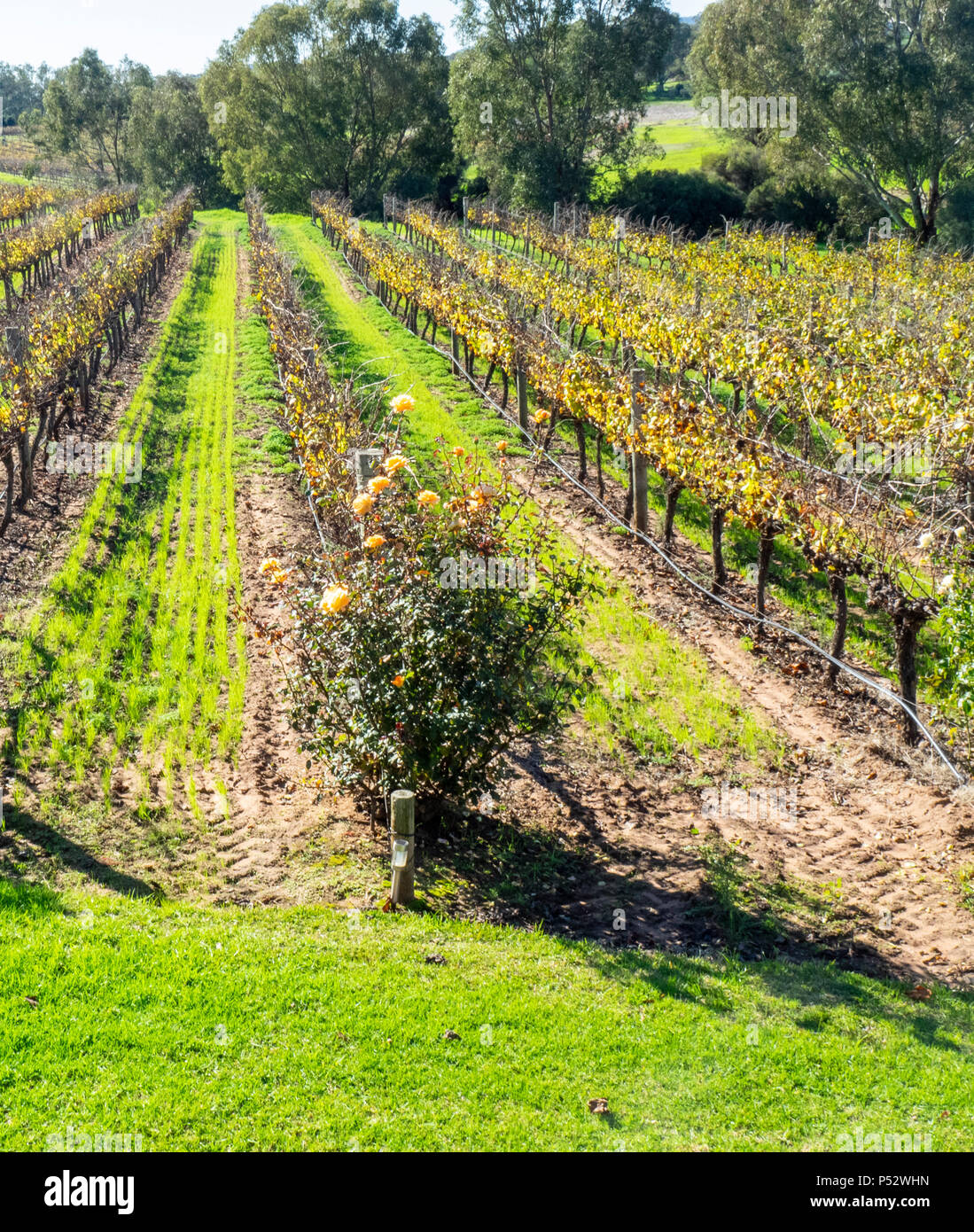 Filari di viti in un vigneto in inverno nella Valle di Swan alla periferia di Perth WA Australia Occidentale. Foto Stock