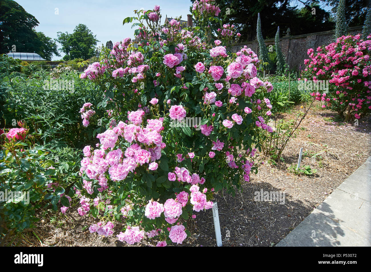 Rose 'Ispahan', noto anche come "Rose d'Ispahan' e 'Pompon des Princes', è  un chiaro rosa, semi-aperta tipo di damasco rosa, Burton Agness Hall Regno  Unito GB Foto stock - Alamy