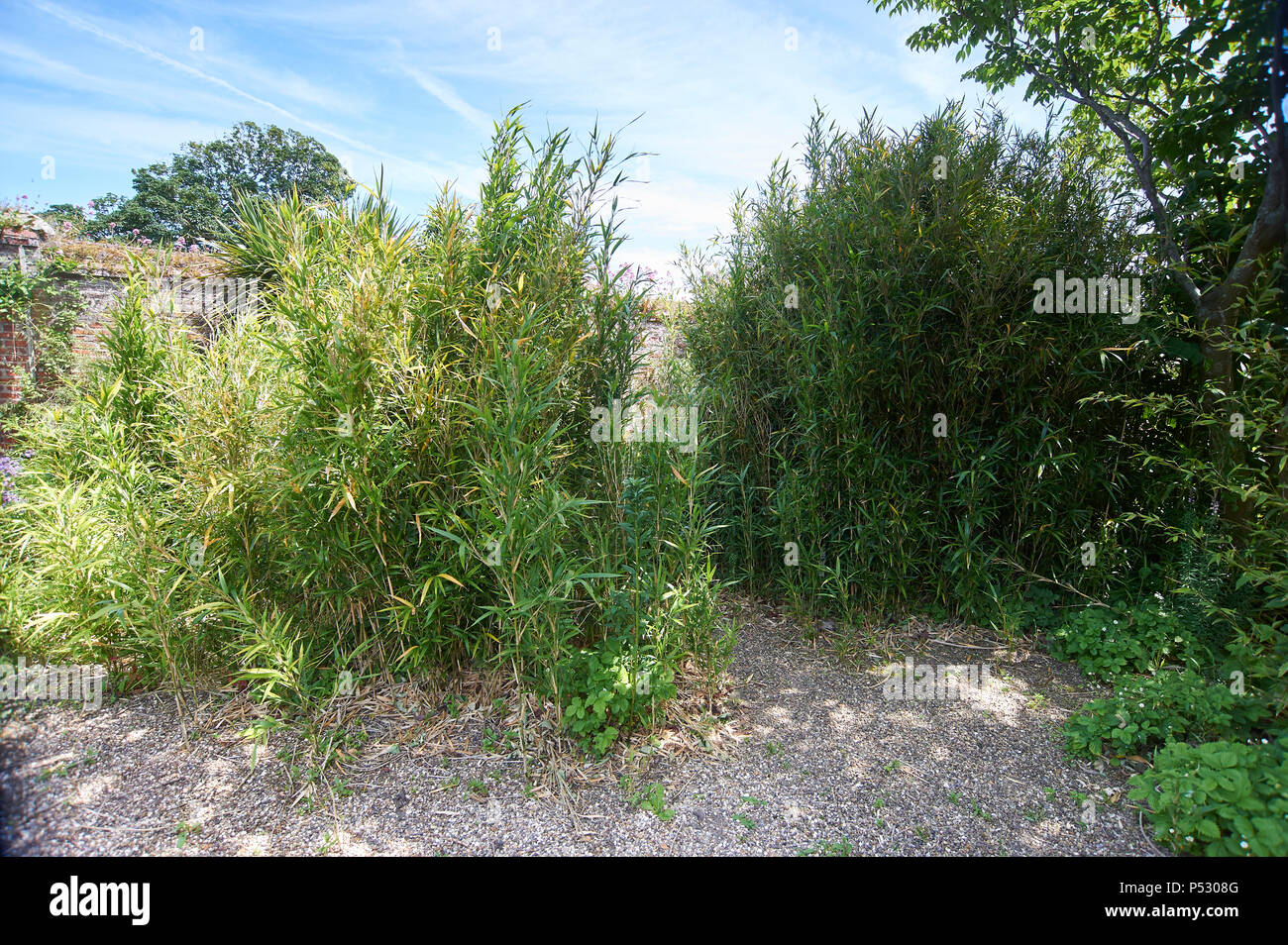 Bamboo (Phyllostachys propinqua) cresce in grumi grandi in un giardino inglese durante l'estate. Regno Unito, GB. Foto Stock