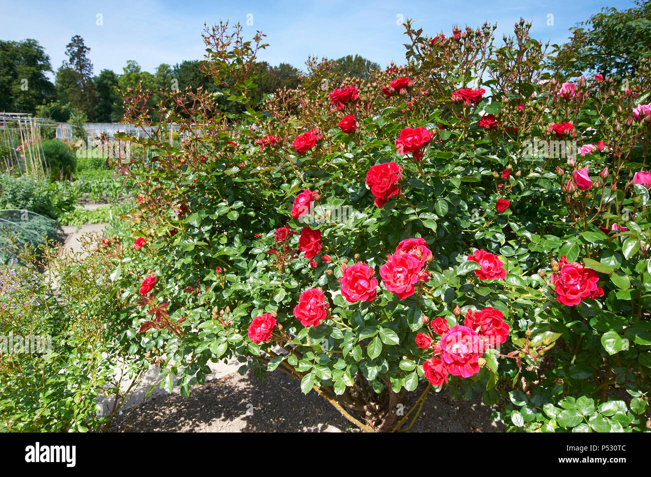Rose bush in giardini formali Foto Stock