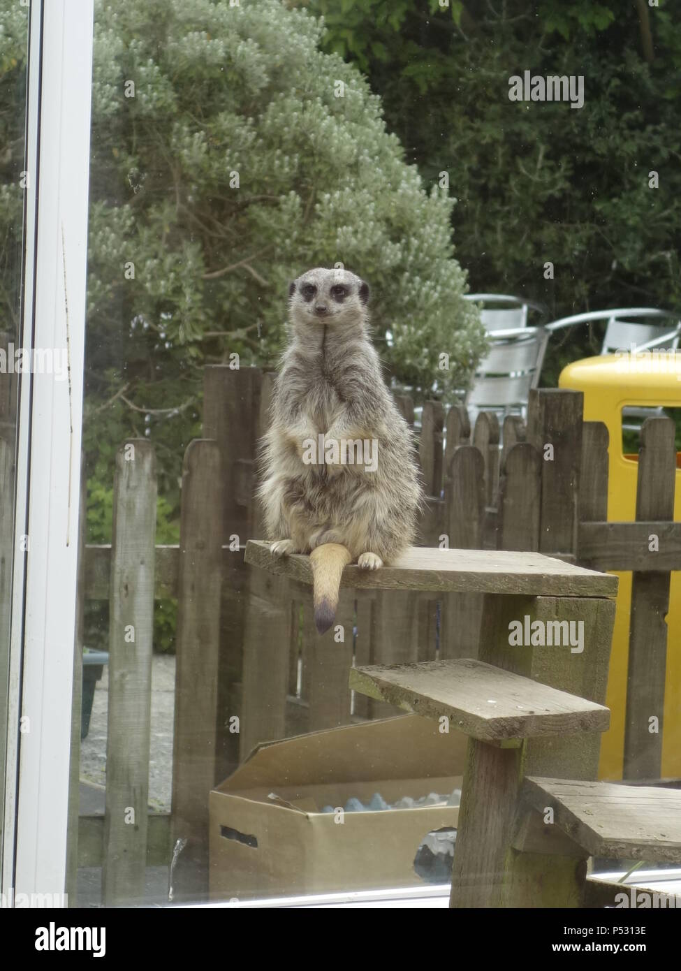 Un meerkat in cattività Foto Stock