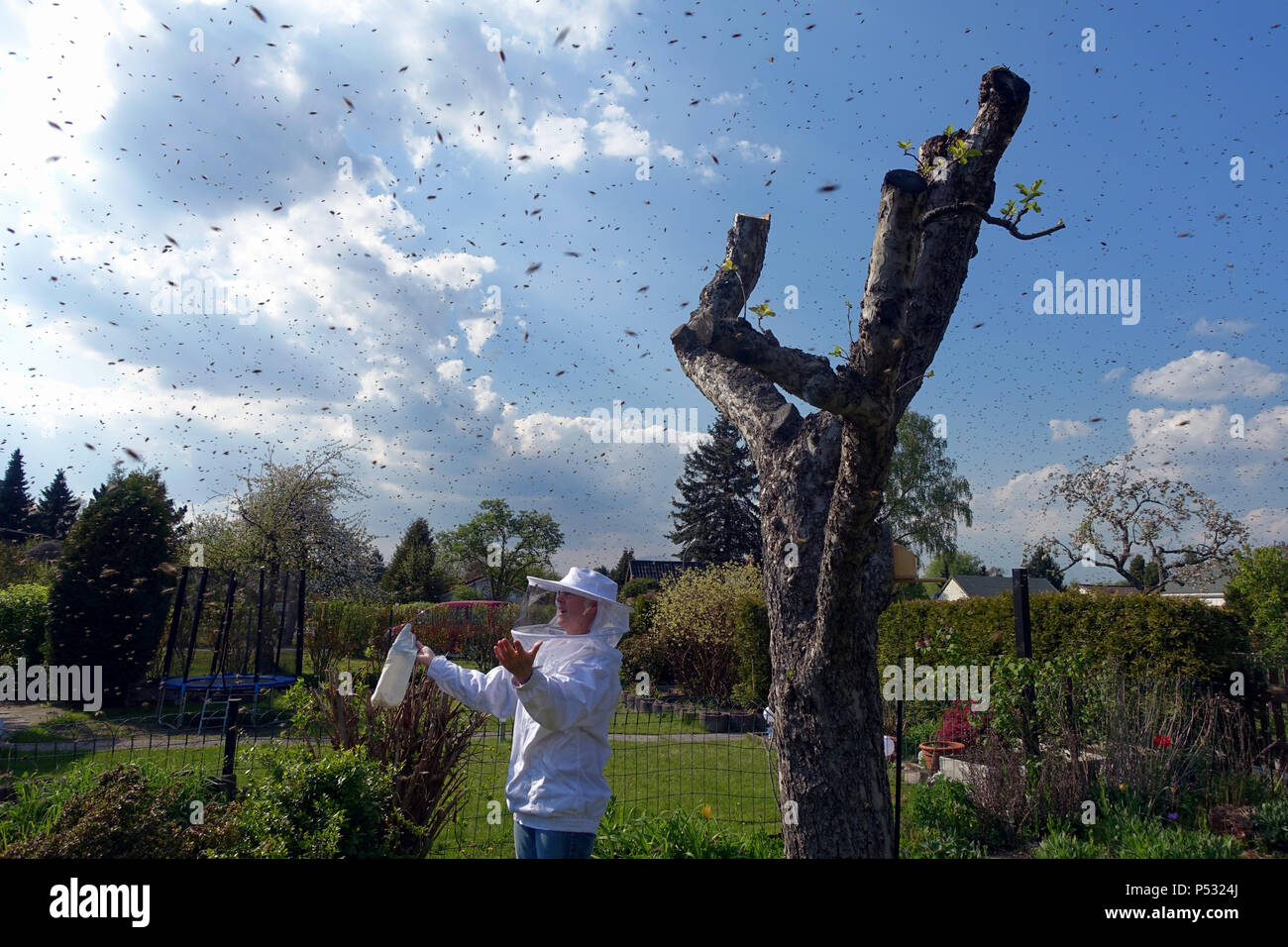 03.05.2016, Berlino, uno sciame di api in aria in un piccolo giardino in Bukow, apicoltore ammira questo spettacolo naturale Foto Stock
