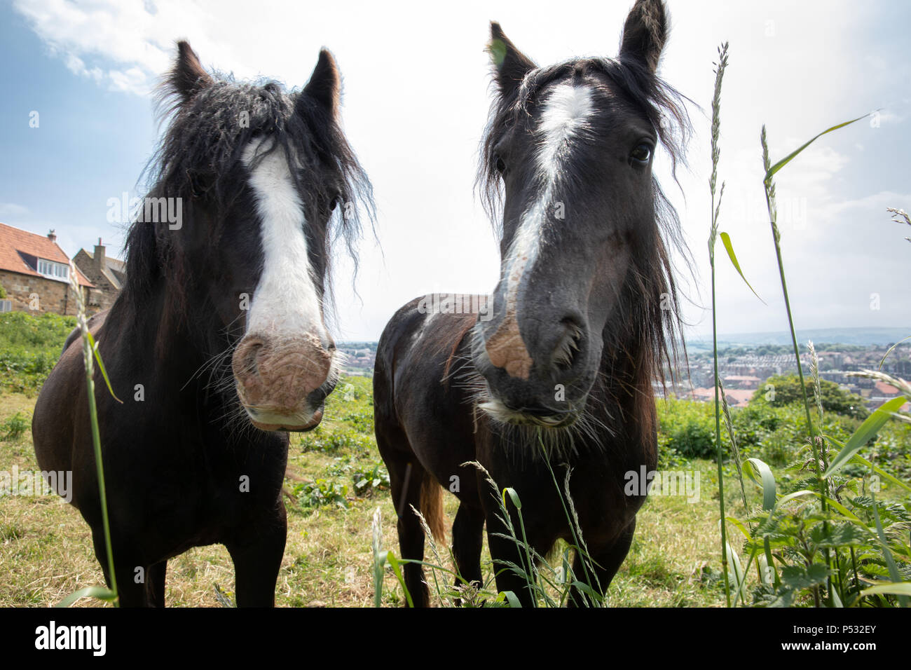 Due cavalli rurale in un prato. Foto Stock