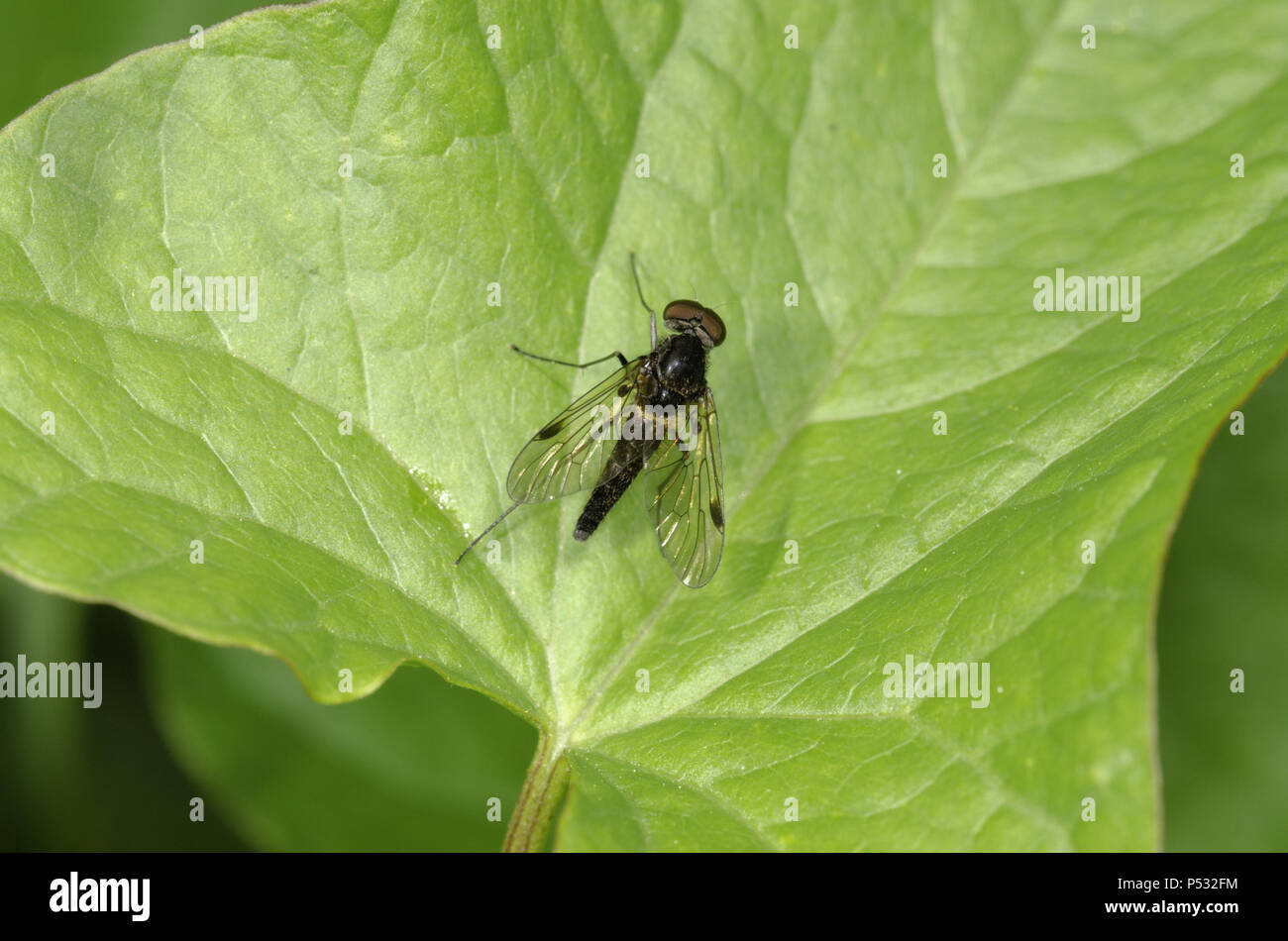 Chrysopilus cristatus, un beccaccino volare. Vista dorsale di un nero vola in appoggio su una foglia. Foto Stock