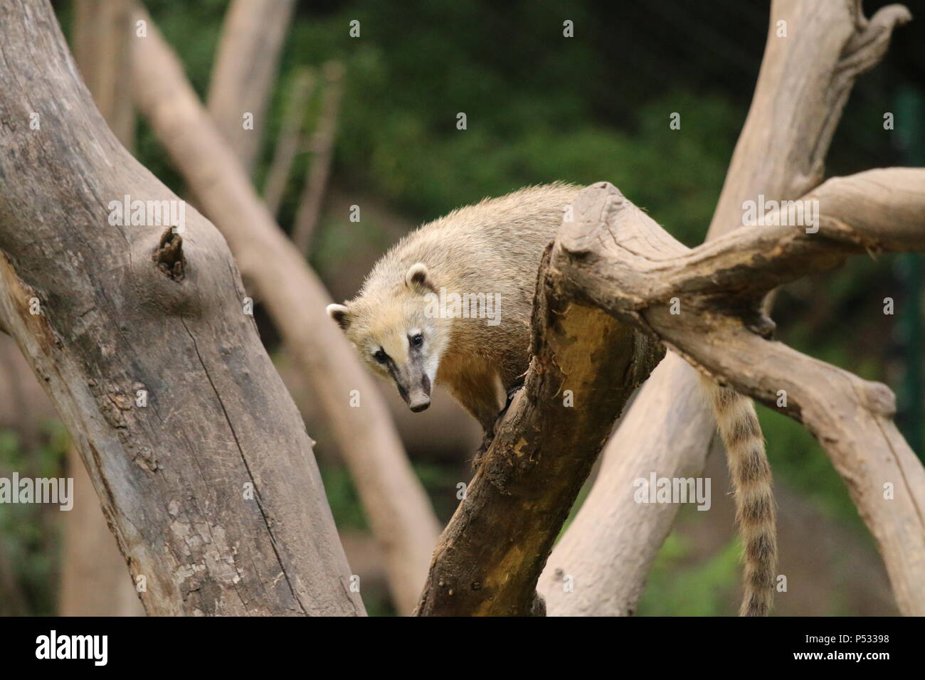 Coati - Nasua nasua Foto Stock