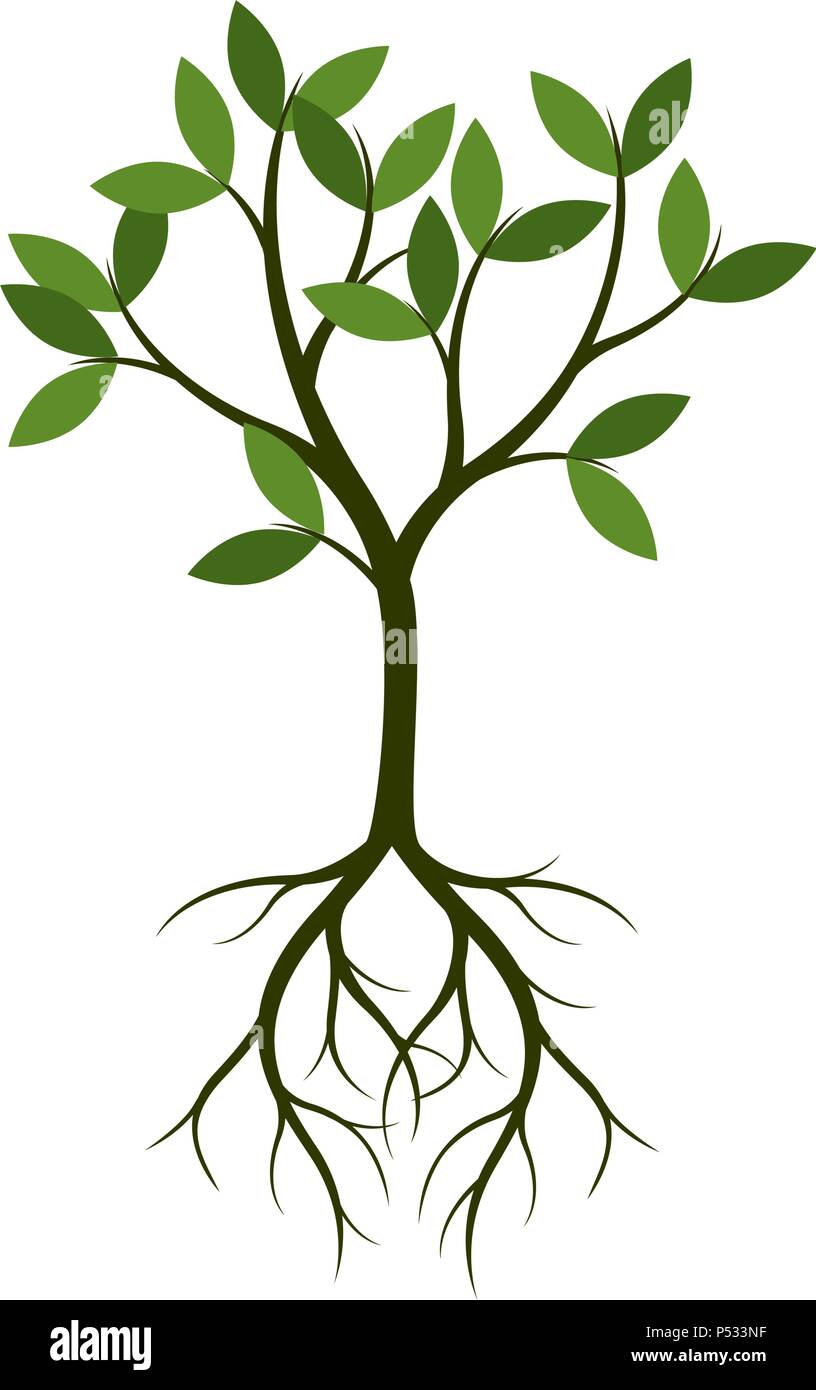 Albero verde con radice. Illustrazione Vettoriale. Illustrazione Vettoriale