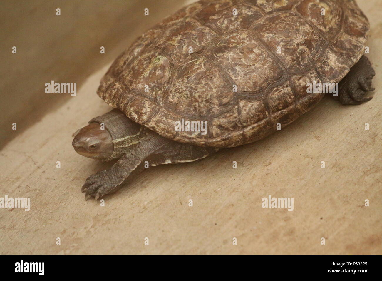 Cursore comune - Trachemys scripta elegans Foto Stock