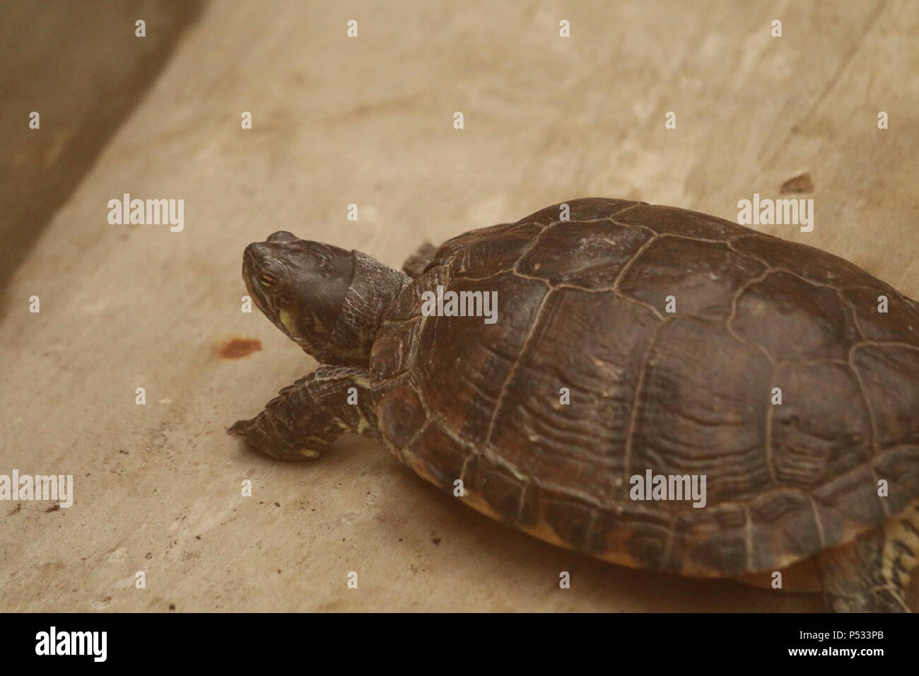 Cursore comune - Trachemys scripta elegans Foto Stock
