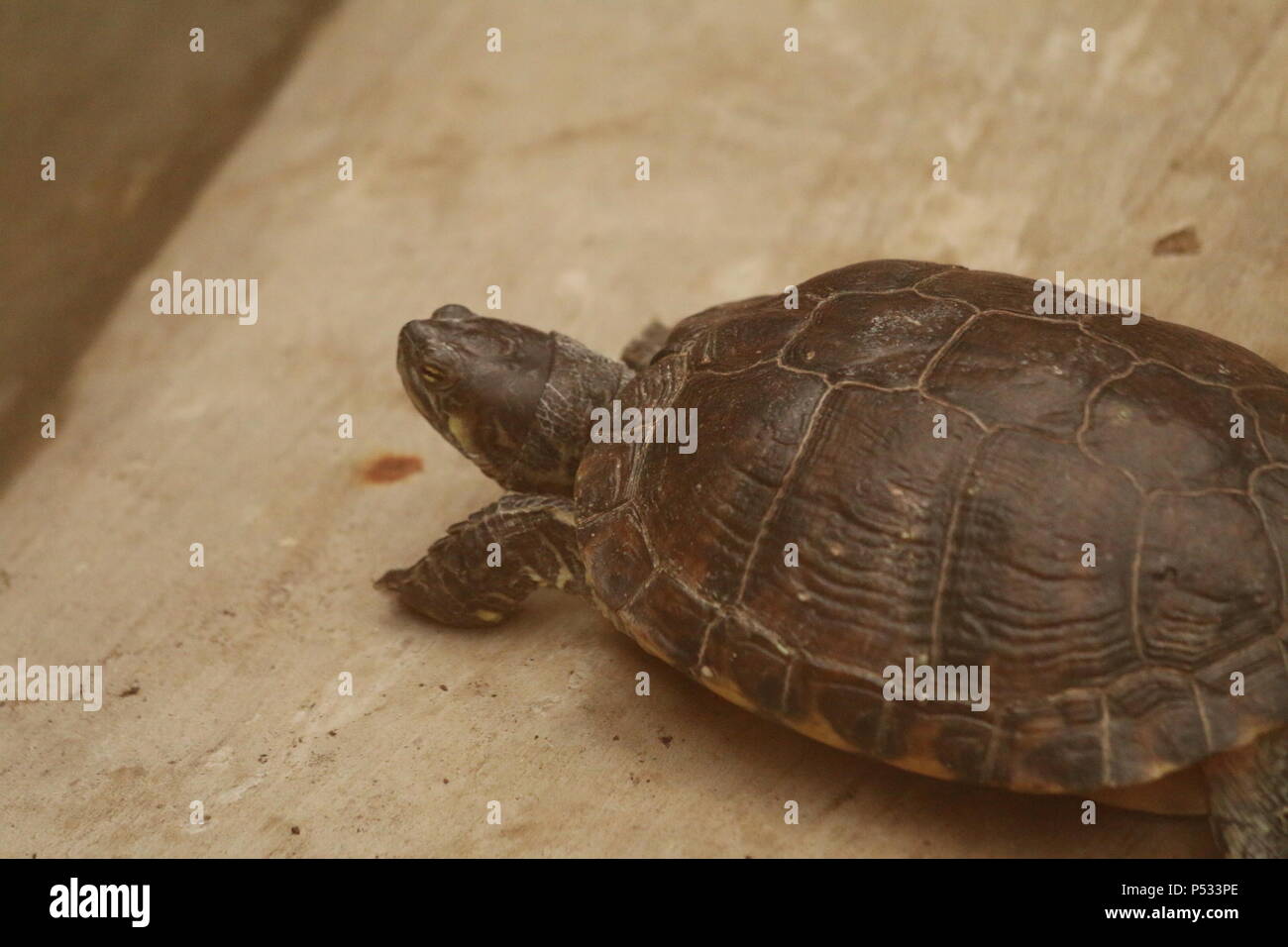 Cursore comune - Trachemys scripta elegans Foto Stock