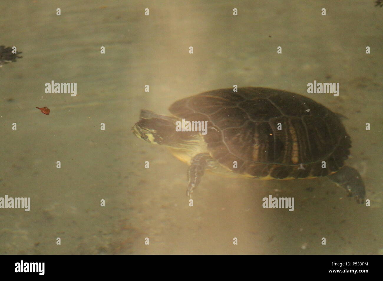 Cursore comune - Trachemys scripta elegans Foto Stock