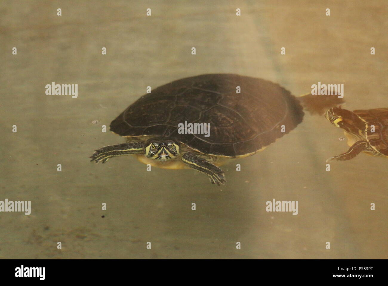 Cursore comune - Trachemys scripta elegans Foto Stock