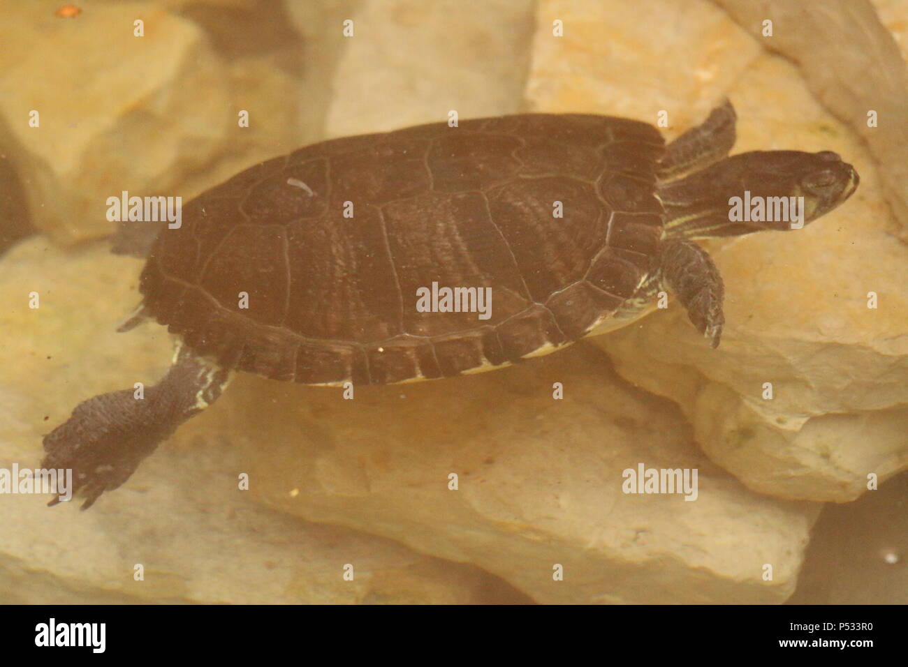 Cursore comune - Trachemys scripta elegans Foto Stock