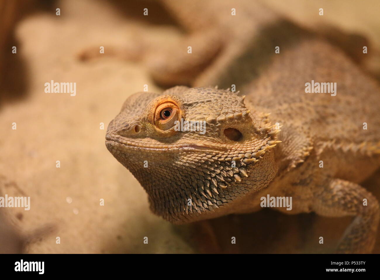 Centrale di drago barbuto - Pogona vitticeps Foto Stock