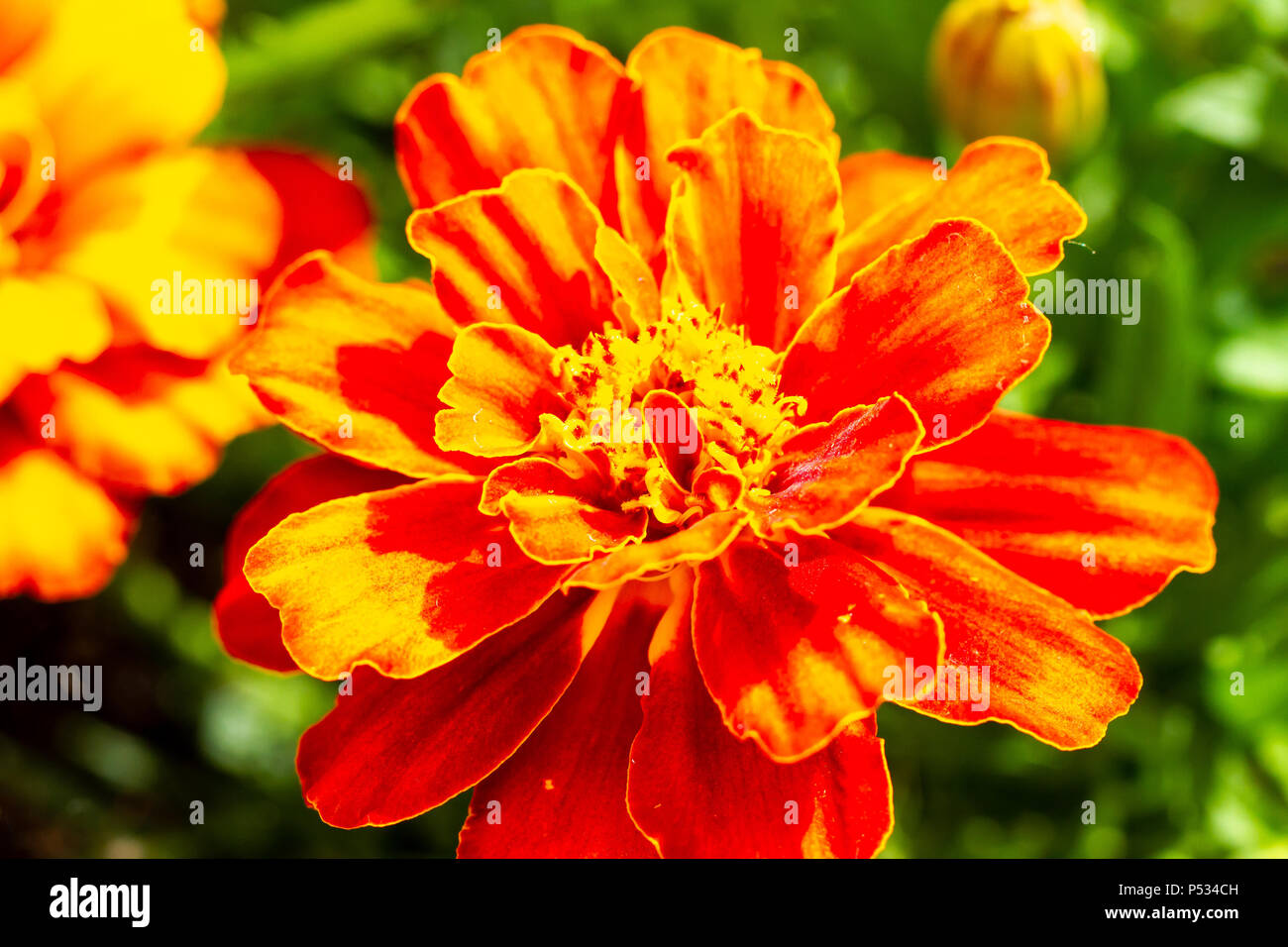 Il francese Calendula, Tagetes patula fiore vicino fino in estate, Dorset, Regno Unito Foto Stock