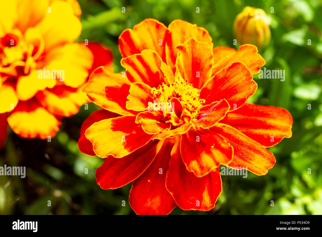 Il francese Calendula, Tagetes patula fiore vicino fino in estate, Dorset, Regno Unito Foto Stock