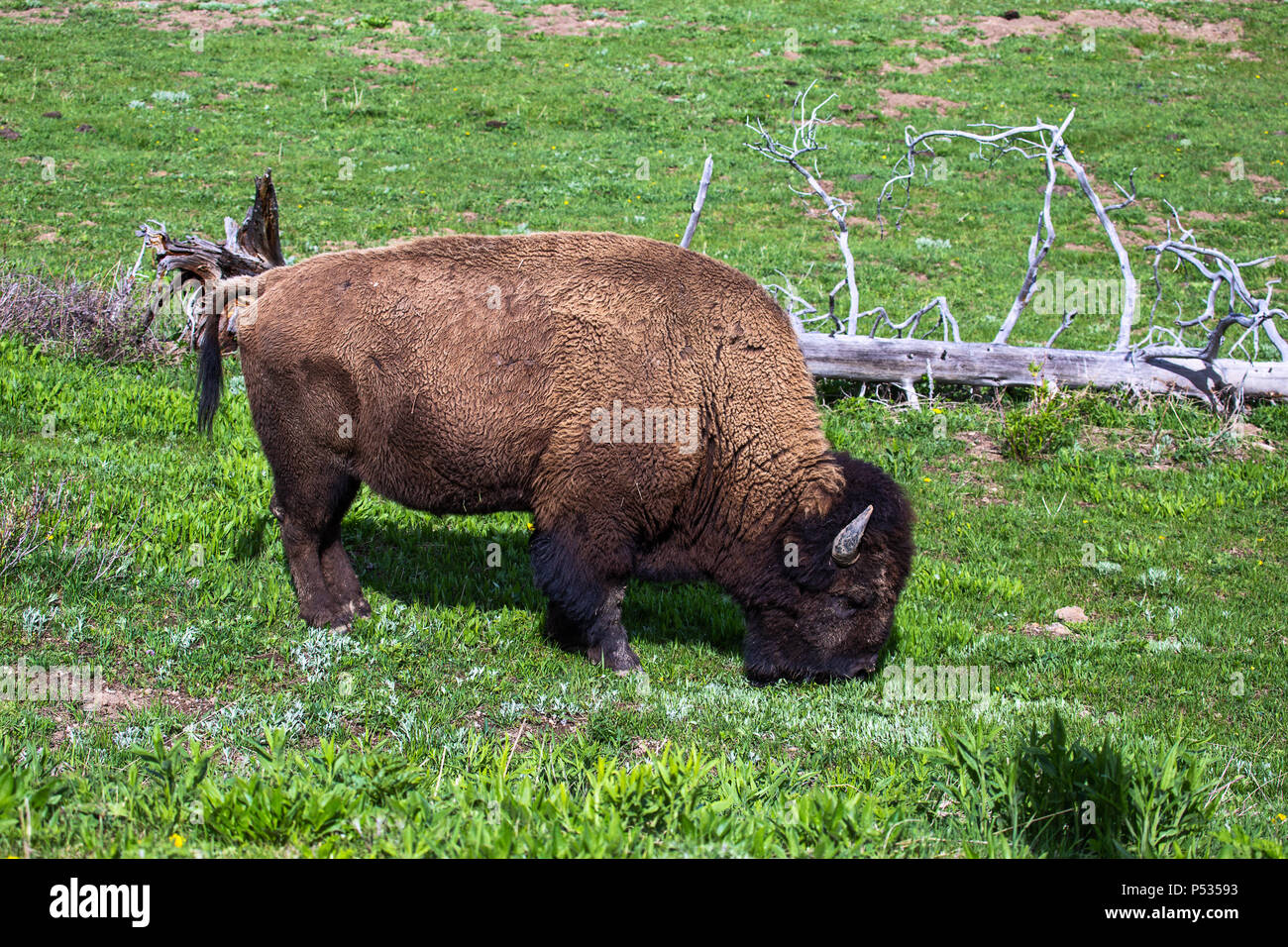 American Bison, Buffalo pascolo nel parco nazionale di Yellowstone, Wyoming, USA Foto Stock