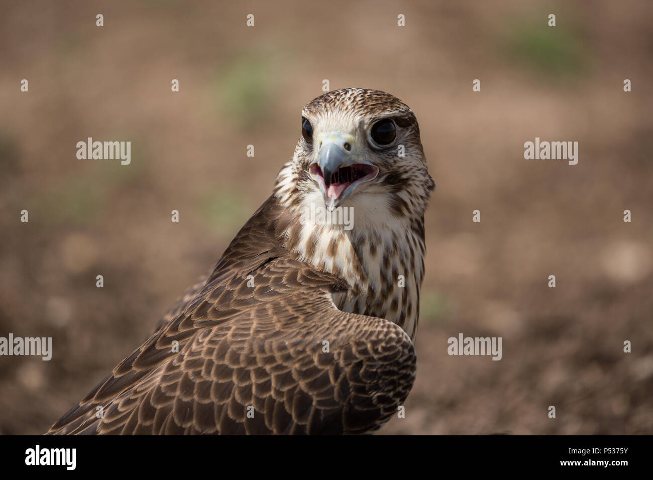 Gyr x falco pellegrino catture alito dopo a caccia di un'esca Foto Stock