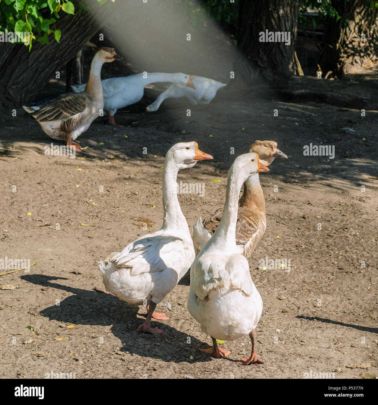 Numerosi white oche sono passeggiate nella natura in estate una giornata di sole. Per instagram formato. Square. All'esterno. Foto Stock
