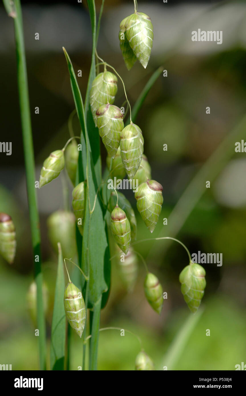 Infiorescenza di un coltivato vacilla erba, Briza media, con penduli attraente boccioli di fiori su steli ispido, può Foto Stock
