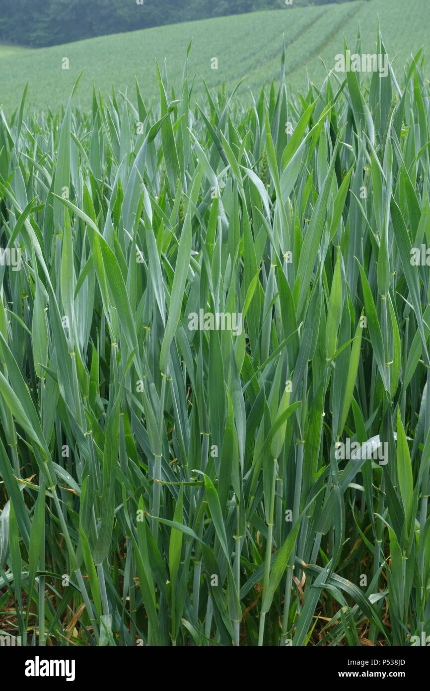 In inverno il raccolto di grano con bandiera foglia e orecchio in boot, zadoks lo stadio 45, Berkshire, può Foto Stock