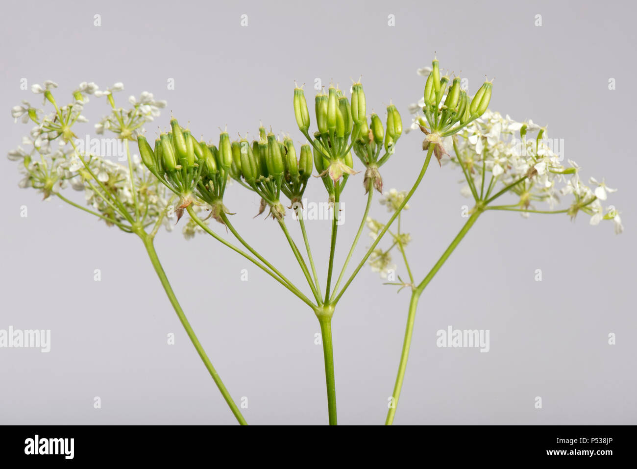 Mucca prezzemolo, Anthriscus sylvestris, ombrella di fiori e baccelli di semina Foto Stock