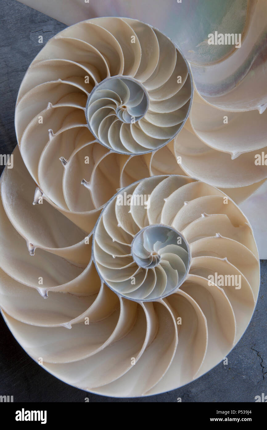 Nautilus due gusci che sono stati suddivisi per mostrare la plainspiral interno Foto Stock