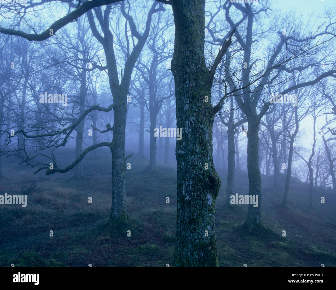 Freddo e bosco scuro nel distretto del lago d'Inghilterra Foto Stock