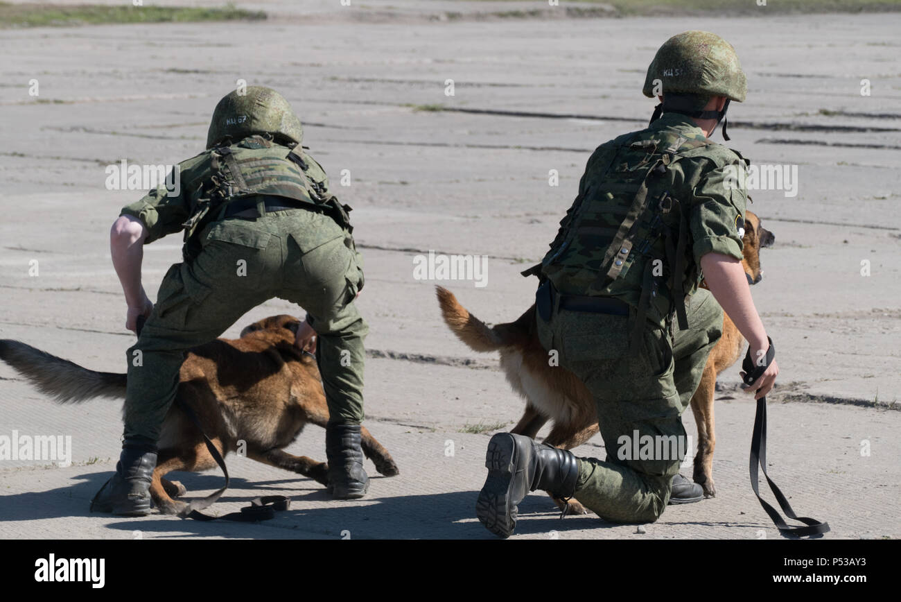 Scontri militari di cani Foto Stock
