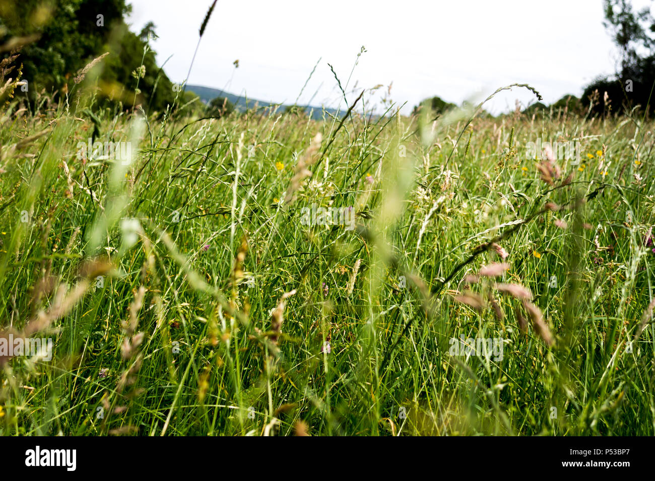 Una stretta fino all'interno di tall erba verde nella campagna con le colline in background Foto Stock