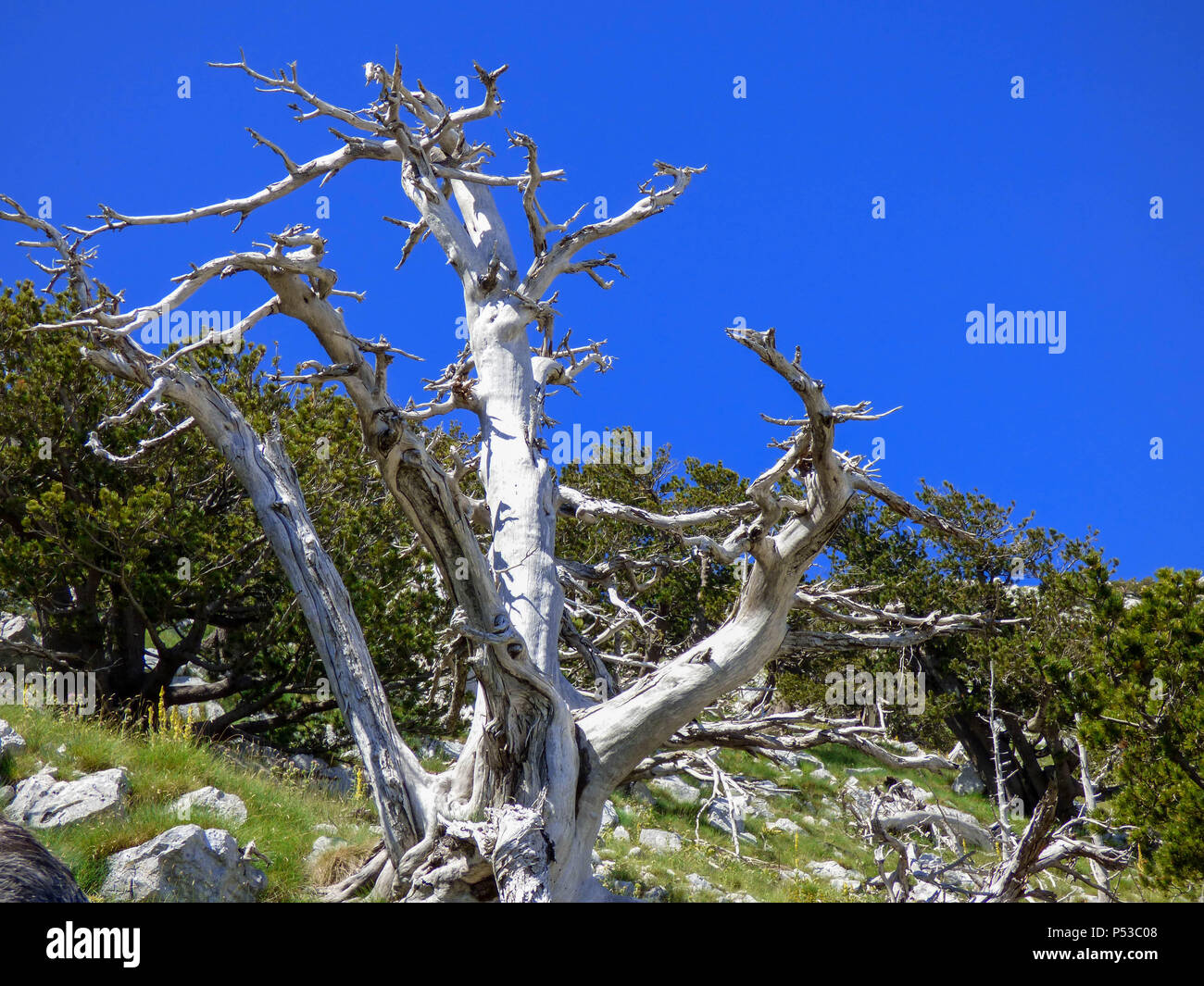 White rami dell'albero di fulmine contro il cielo blu sul Ceraunian albanese mountain Foto Stock