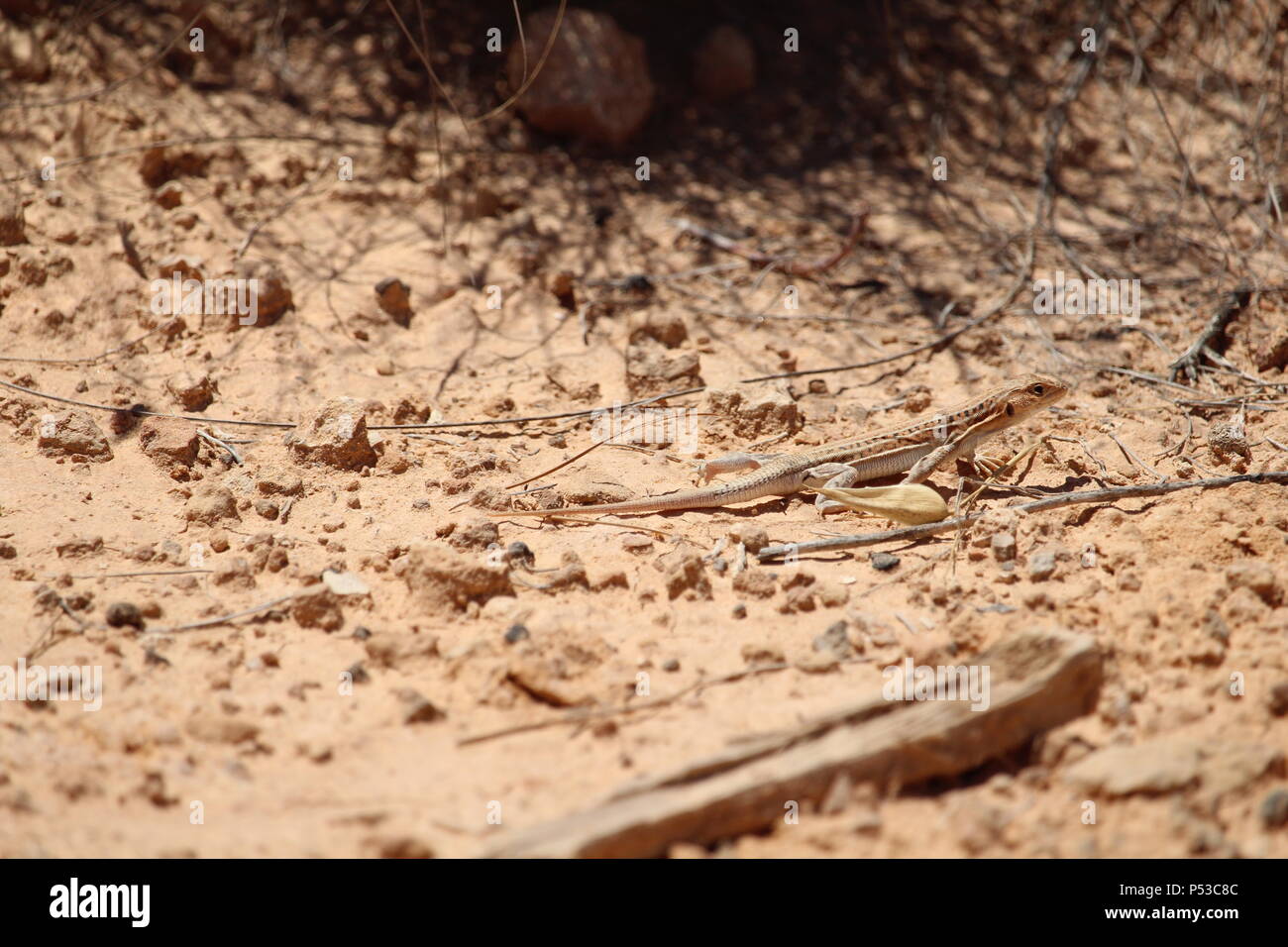 Fauna selvatica sulla Penisola Iberica, Spagna - Acanthodactylus erythrurus, spinoso footed lizard guizzanti per rifugio. Estate 2018. Foto Stock