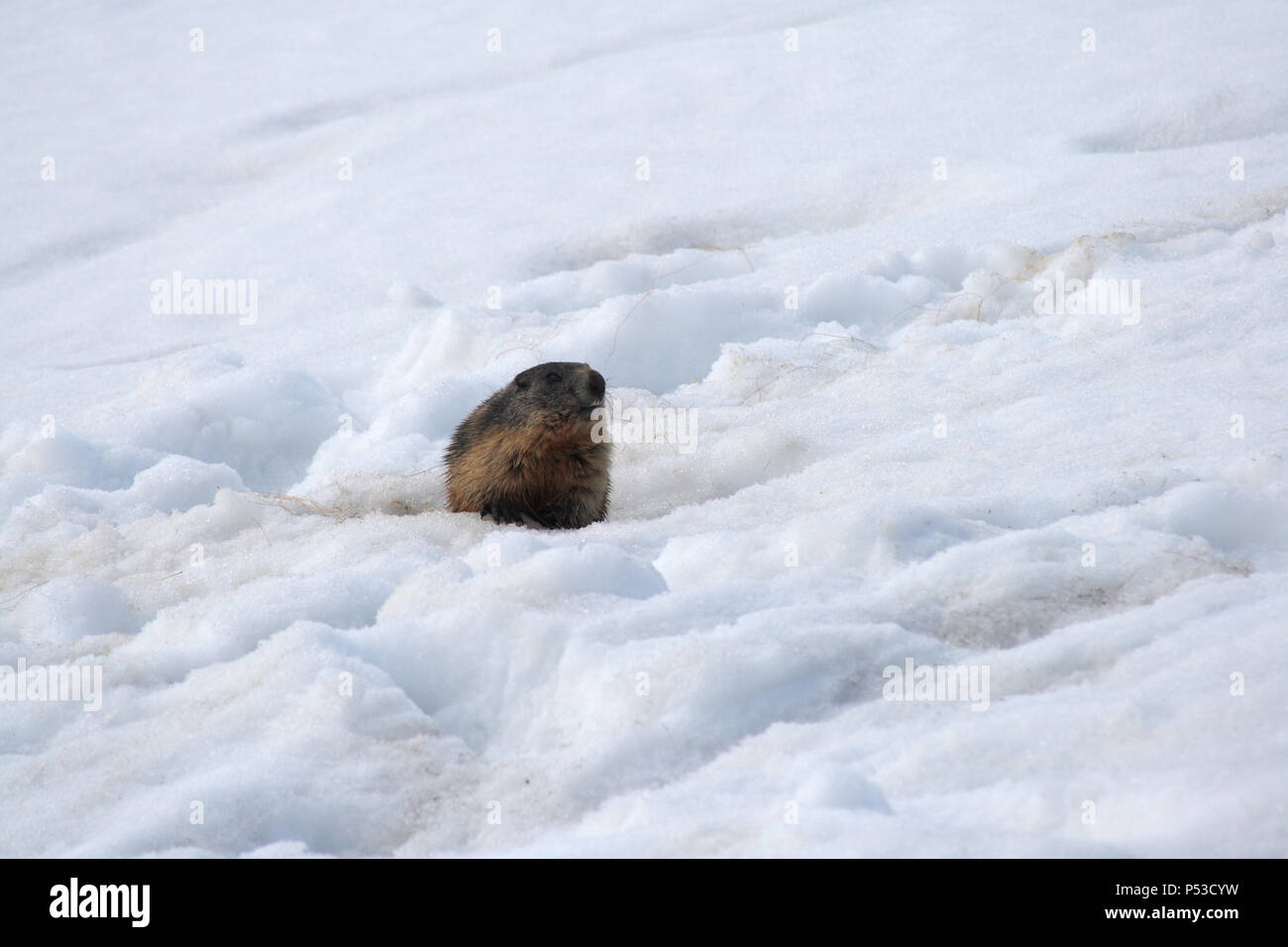La marmotta su una neve risvegliato in primavera, Monti Tatra, Polonia Foto Stock