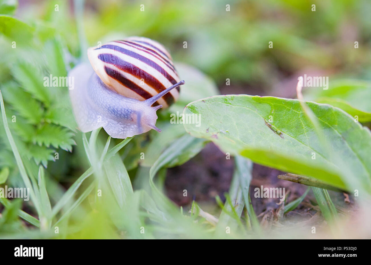 Snail strisciando attraverso l'erba Foto Stock