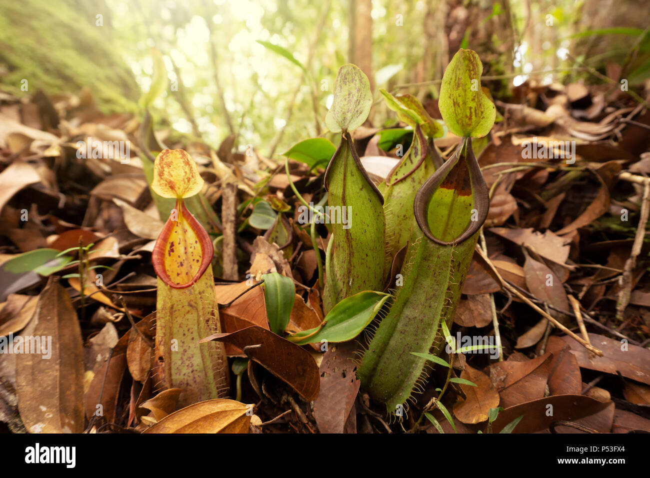 Pianta brocca (Nepenthes mirabilis) a Maliau Basin Area di Conservazione di Sabah Borneo Malese Foto Stock