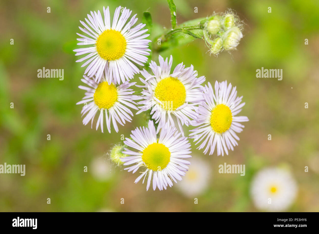 Daisy in un giardino in un giorno di estate Foto Stock