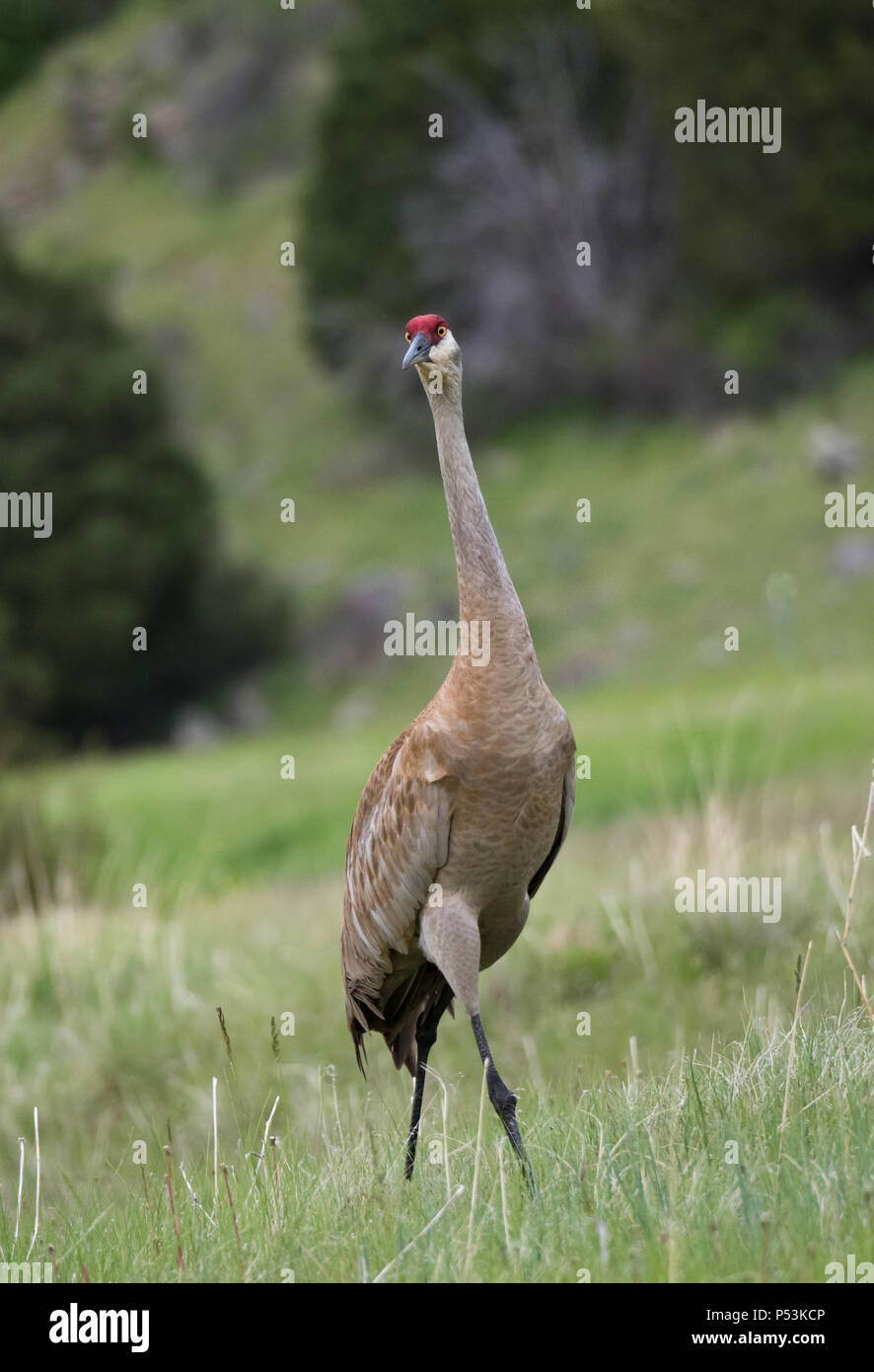 Un singolo adulto sandhill gru guardando a destra con tan e piume grigie e un cappuccio rosso cremisi in piedi in un campo con cespugli e una collina nel backgro Foto Stock