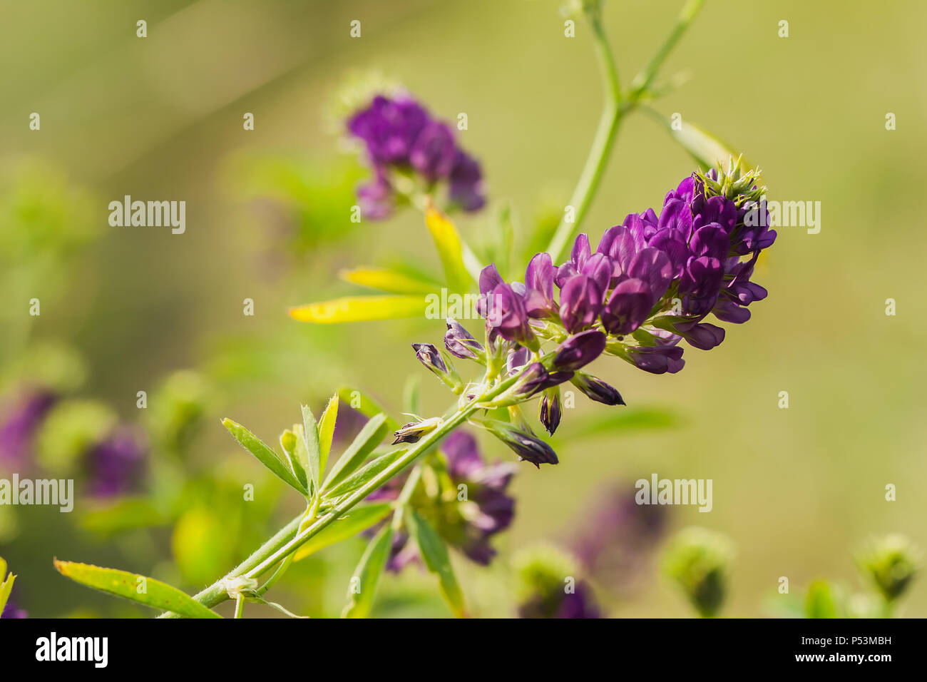 Lilla fiori selvatici, erba fresca closeup. Giornata di sole. Foto Stock