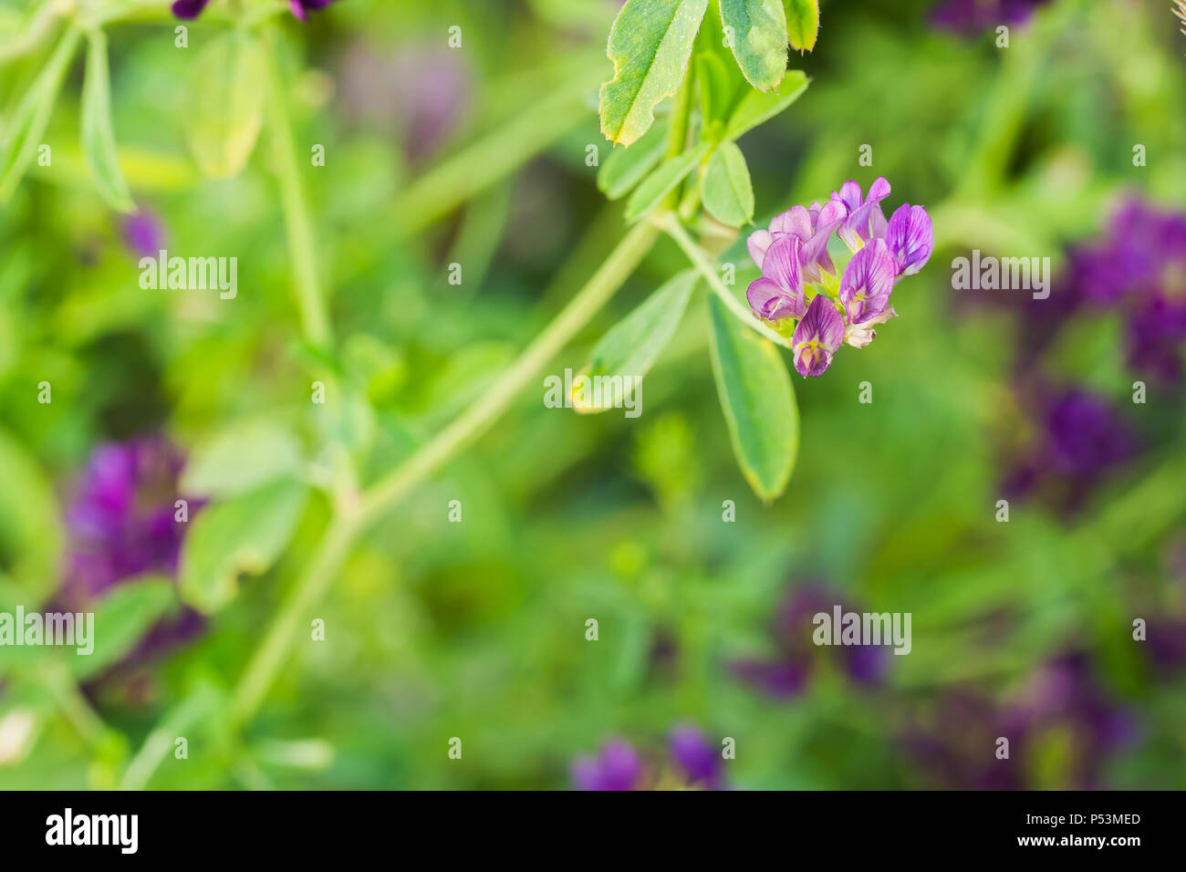 Il Trifoglio - pianta medicinale e utilizzato in omeopatia Foto Stock