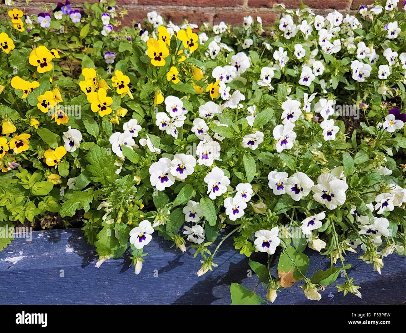 Bianco, giallo e viola pansy letto floreale che mostra bellissimi fiorisce in estate Foto Stock