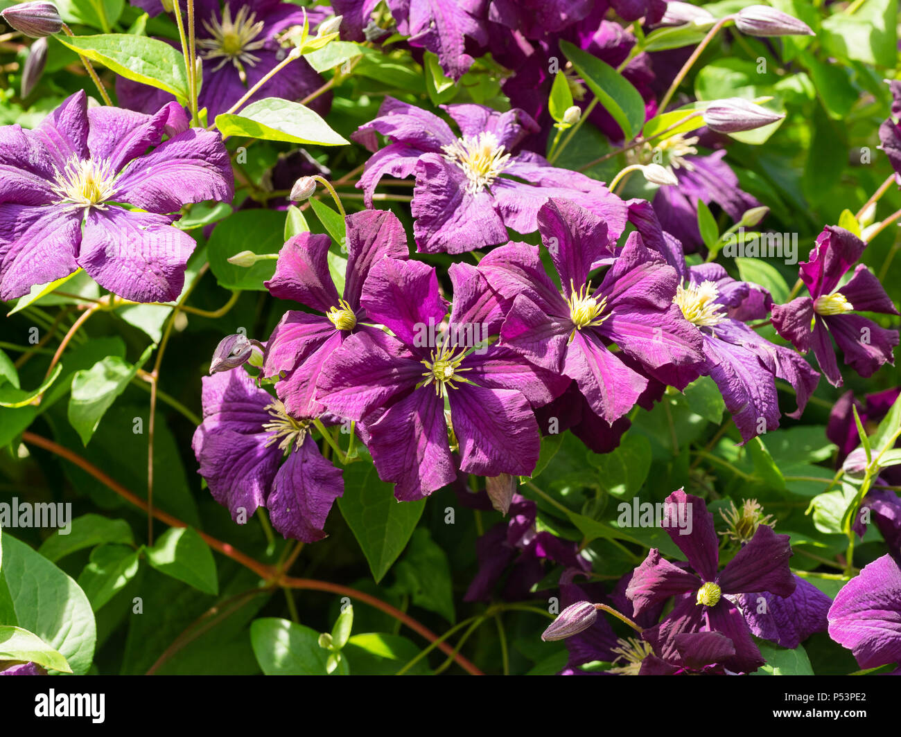 Lo Strinare viola-porpora fiori estivi di hardy scalatore, Clematis viticella 'Etoile Violette' Foto Stock
