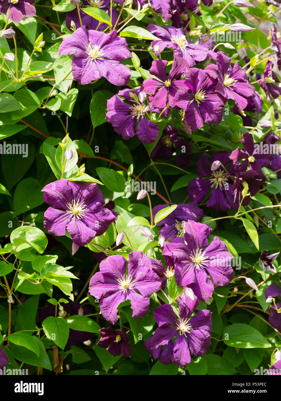 Lo Strinare viola-porpora fiori estivi di hardy scalatore, Clematis viticella 'Etoile Violette' Foto Stock