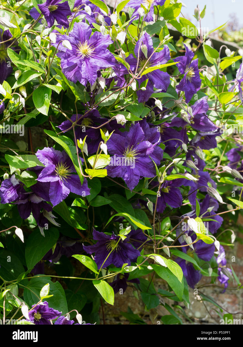 Lo Strinare blu-viola fiori estivi di hardy scalatore, Clematis viticella 'Wisley' Foto Stock